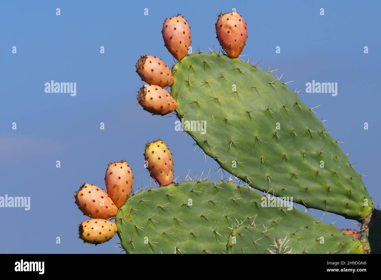 Sabra Frucht auf einem Kaktusblatt Stockfoto