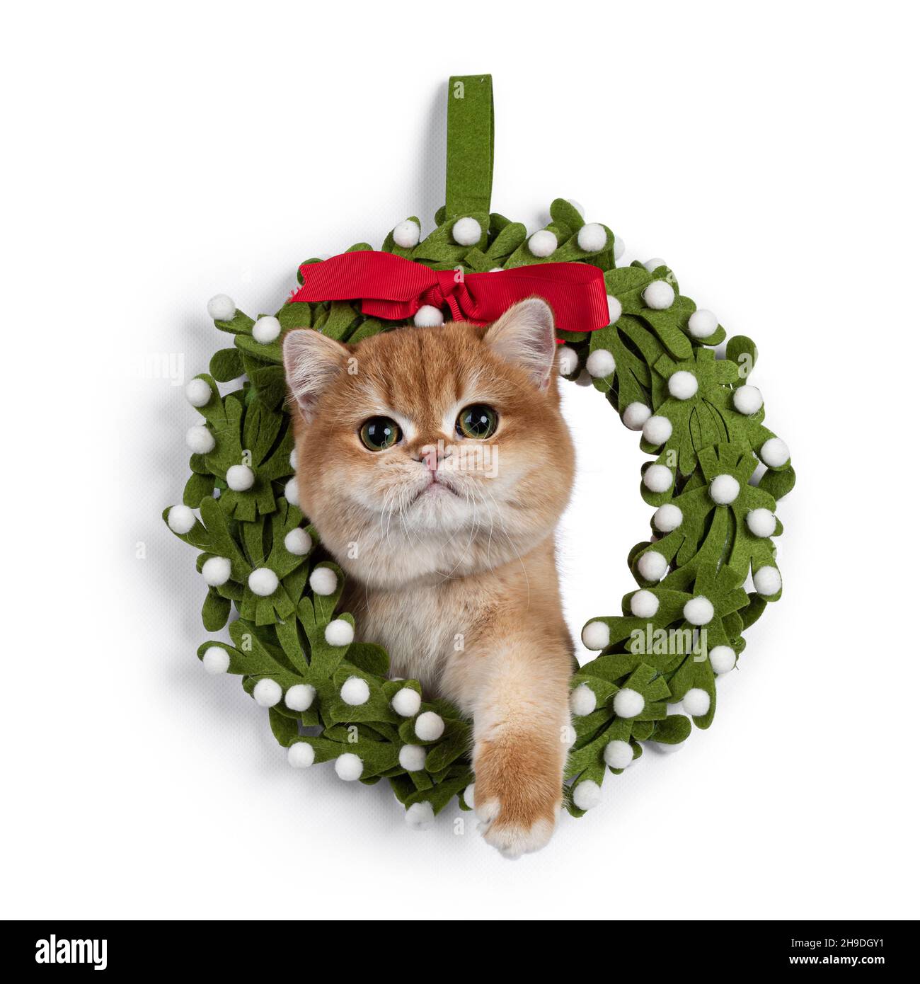 Liebenswert golden beschattet British Kurzhaar, Blick durch gefälschte weihnachten Zorn. Blick auf die Kamera mit schönen Augen. Isoliert auf einem weißen Backgr Stockfoto