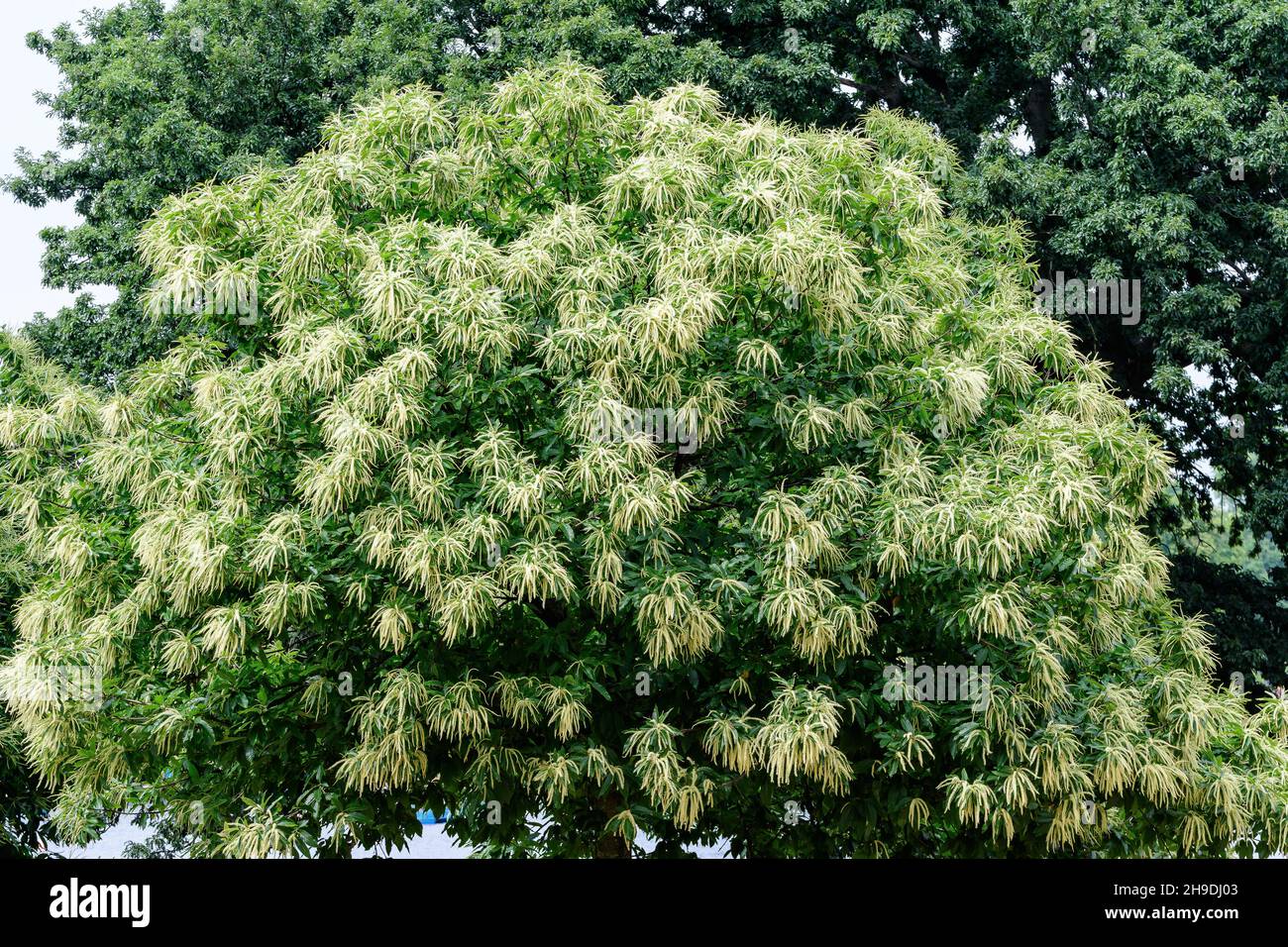 Große Zweige mit dekorativen grünen Blüten und Blättern von Sweet Chestnut Tree (lateinisch Castanea sativa) in einem britischen Garten an einem sonnigen Sommertag, beau Stockfoto