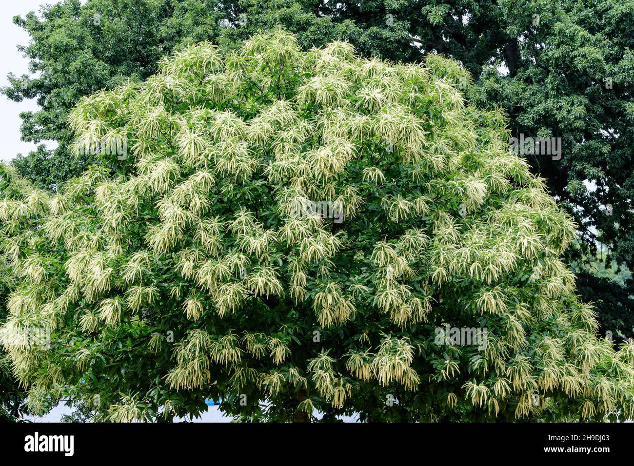 Sweet chestnut castanea sativa buds Fotos und Bildmaterial in hoher