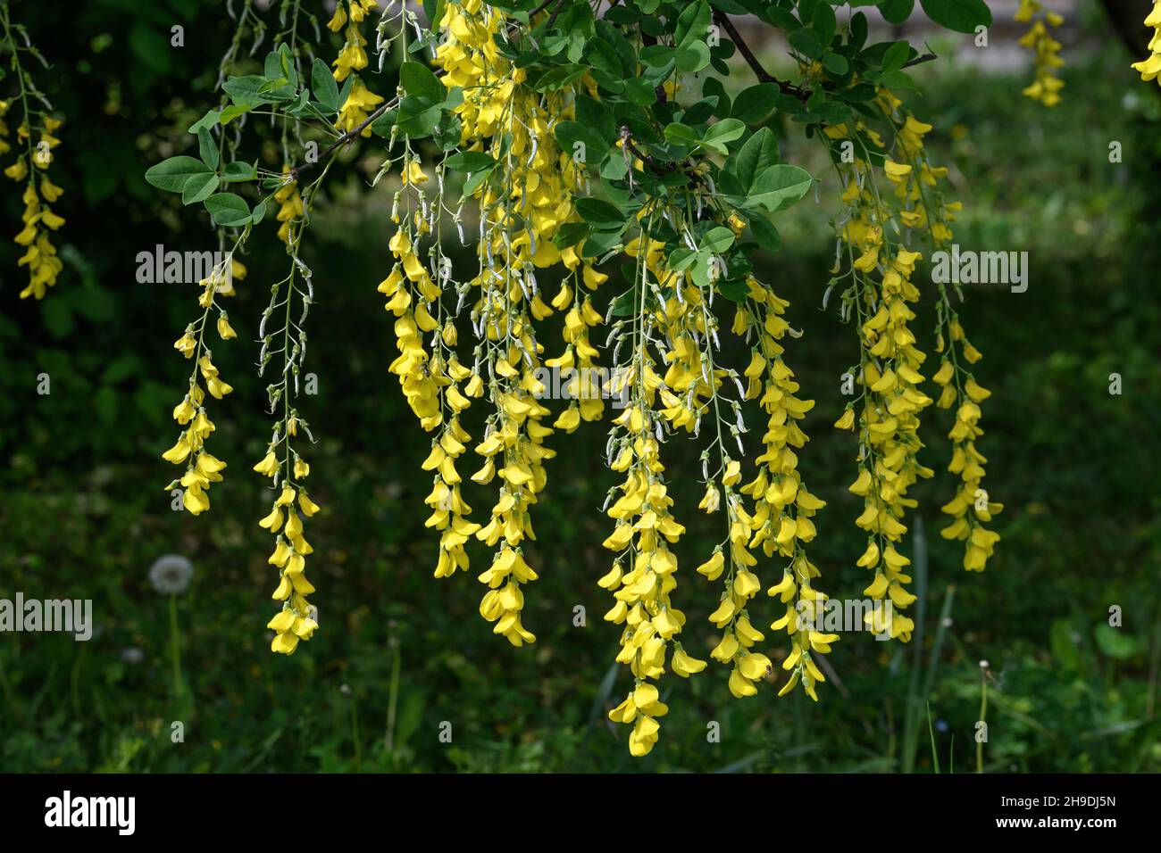 Baum mit gelben Blüten von Laburnum anagyroides, dem gemeinen Laburnum, goldener Kette oder goldenem Regen, in voller Blüte in einem sonnigen Frühlingsgarten, wunderschön Stockfoto