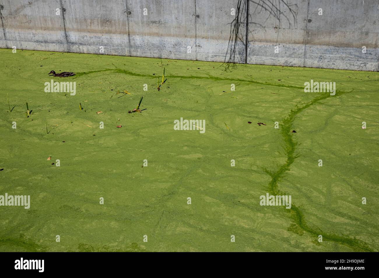 Entenschwimmen in Algen blüht in Ballona Wetlands Flutkanal, Playa Vista, Los Angeles, Kalifornien, USA Stockfoto