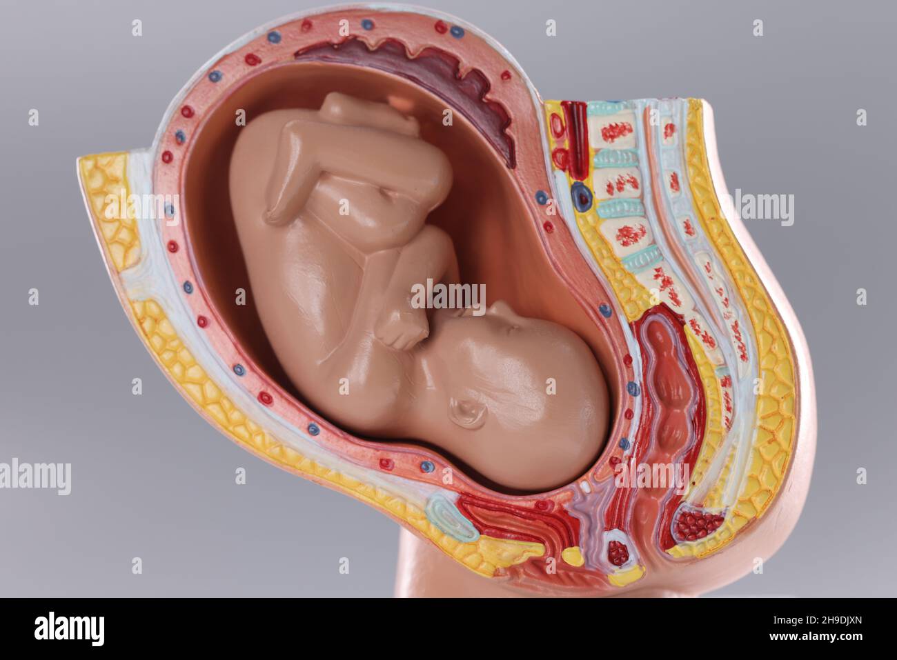 Nahaufnahme eines künstlichen Pseudo-Uterus mit Fötus auf grauem Hintergrund Stockfoto