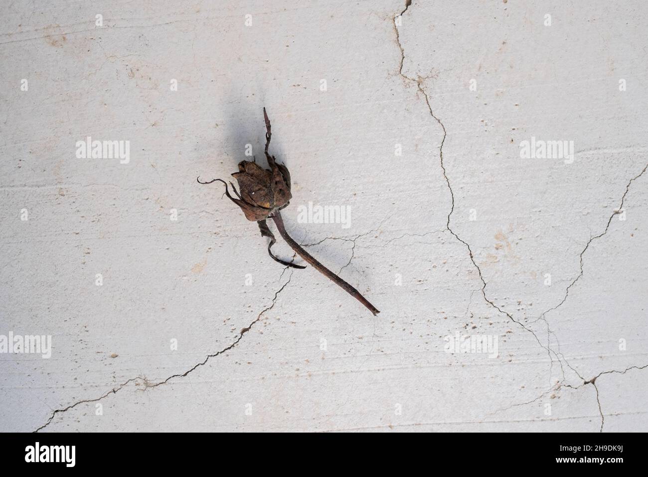 Eine tote, trocken braune Rose auf einer knisternden Betonoberfläche Stockfoto