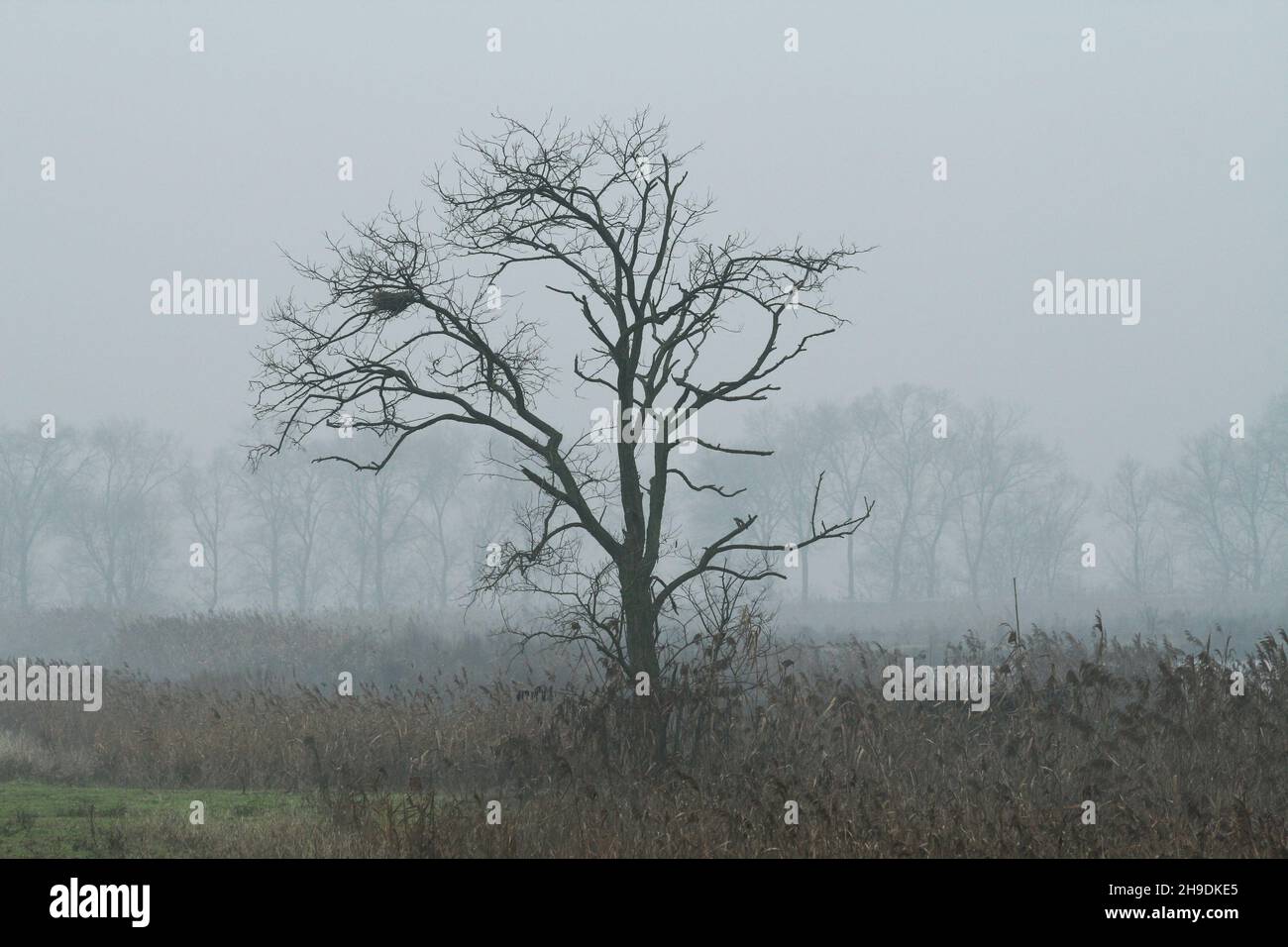 Großer Baum mit einem Nest in den Zweigen in einer Landschaft mit Nebel und Nebel typisch für norditalien, Po-Tal eingebettet - Wintersaison Stockfoto