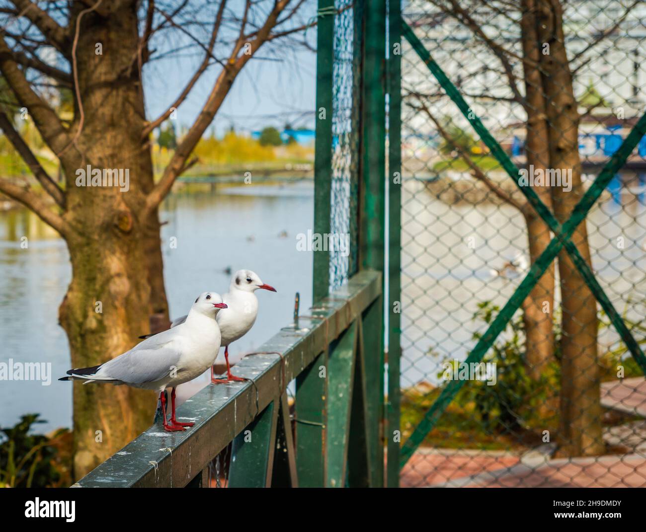 Möwen in der Nähe eines der Seen in der Stadt Batumi, Georgien Stockfoto