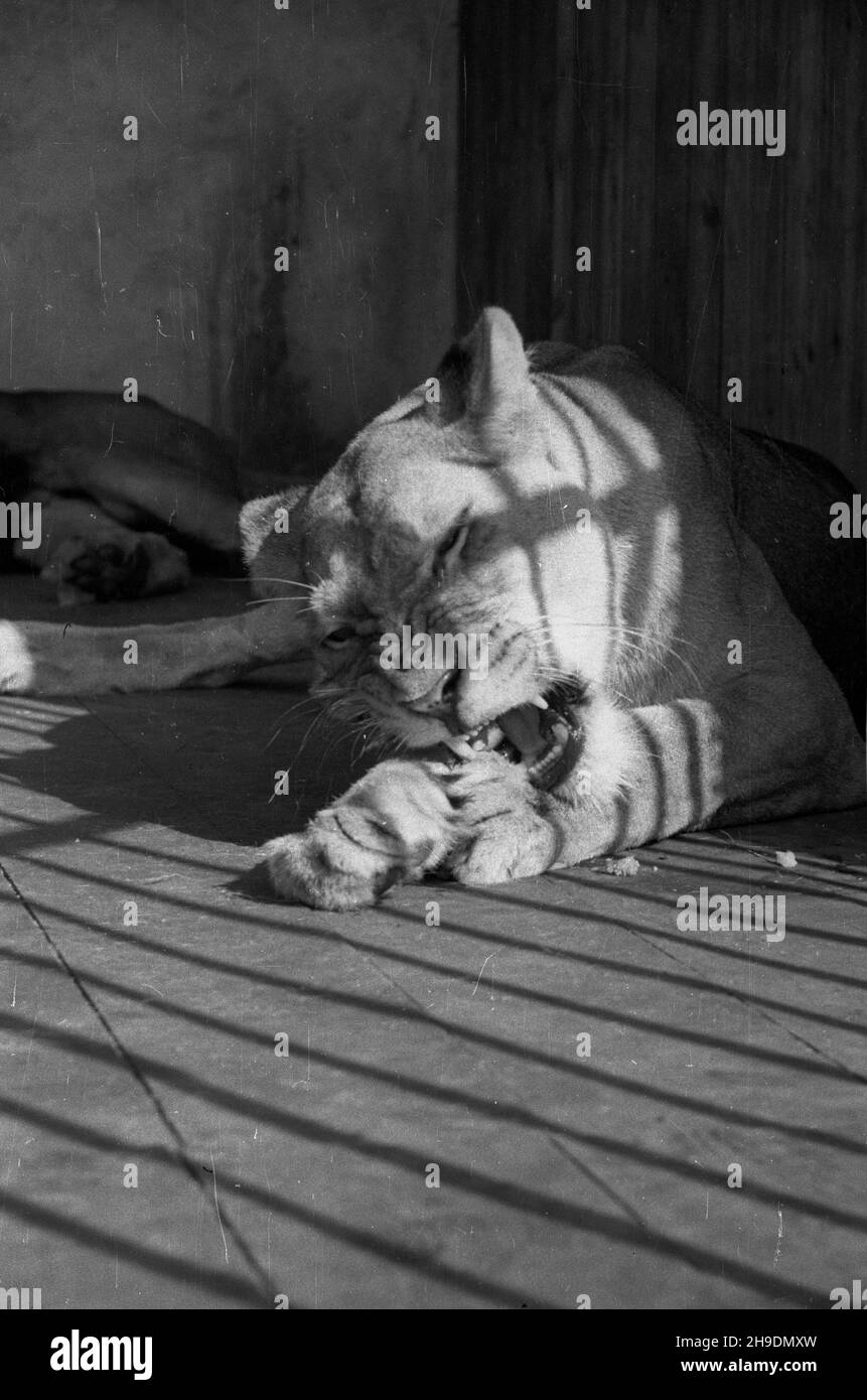 Poznañ, 1947-10. Stare Zoo. Poznañskie Zoo tu¿ po wojnie przejê³o okazy ze zniszczonego podczas walk Zoo we Wroc³awiu, a tak¿e likwidowanego ogrodu w Lesznie. NZ. Lwica. wb/gr PAP Dok³adny dzieñ wydarzenia nieustalony. Posen, 1947. Okt. Der alte Zoo. Nach WW2 adoptierte der Posener Zoo Tiere aus dem WW2 zerstörten Breslauer Zoo sowie aus dem liquidierten zoologischen Garten in Leszno. Im Bild: Eine Löwin. wb/gr PAP Stockfoto