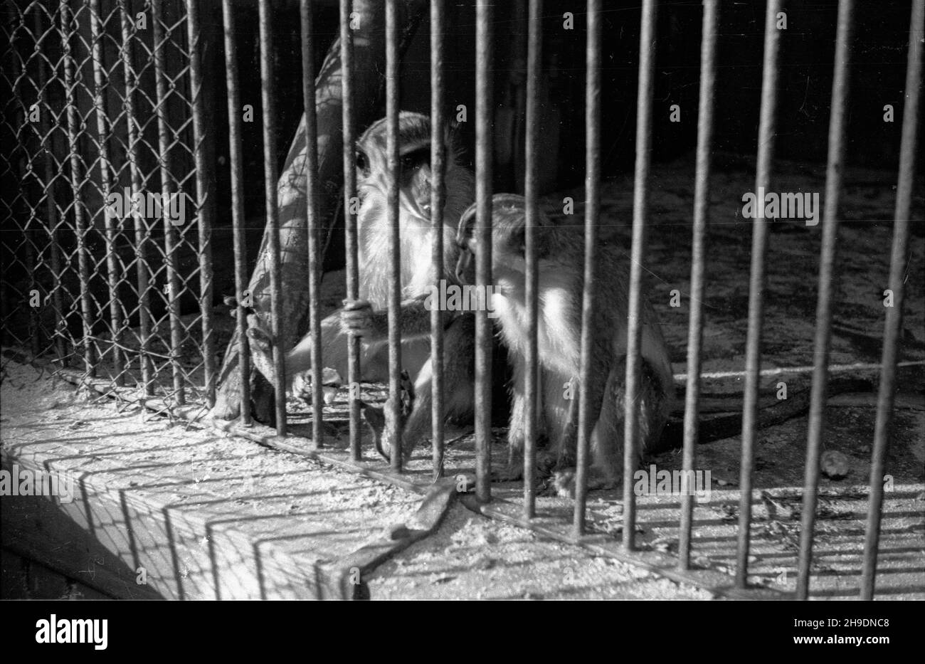 Poznañ, 1947-10. Stare Zoo. Poznañskie Zoo tu¿ po wojnie przejê³o okazy ze zniszczonego podczas walk Zoo we Wroc³awiu, a tak¿e likwidowanego ogrodu w Lesznie. NZ. Koczkodany. wb/gr PAP Dok³adny dzieñ wydarzenia nieustalony. Posen, 1947. Okt. Der alte Zoo. Nach WW2 adoptierte der Posener Zoo Tiere aus dem WW2 zerstörten Breslauer Zoo sowie aus dem liquidierten zoologischen Garten in Leszno. Abgebildet: Schreck. wb/gr PAP Stockfoto