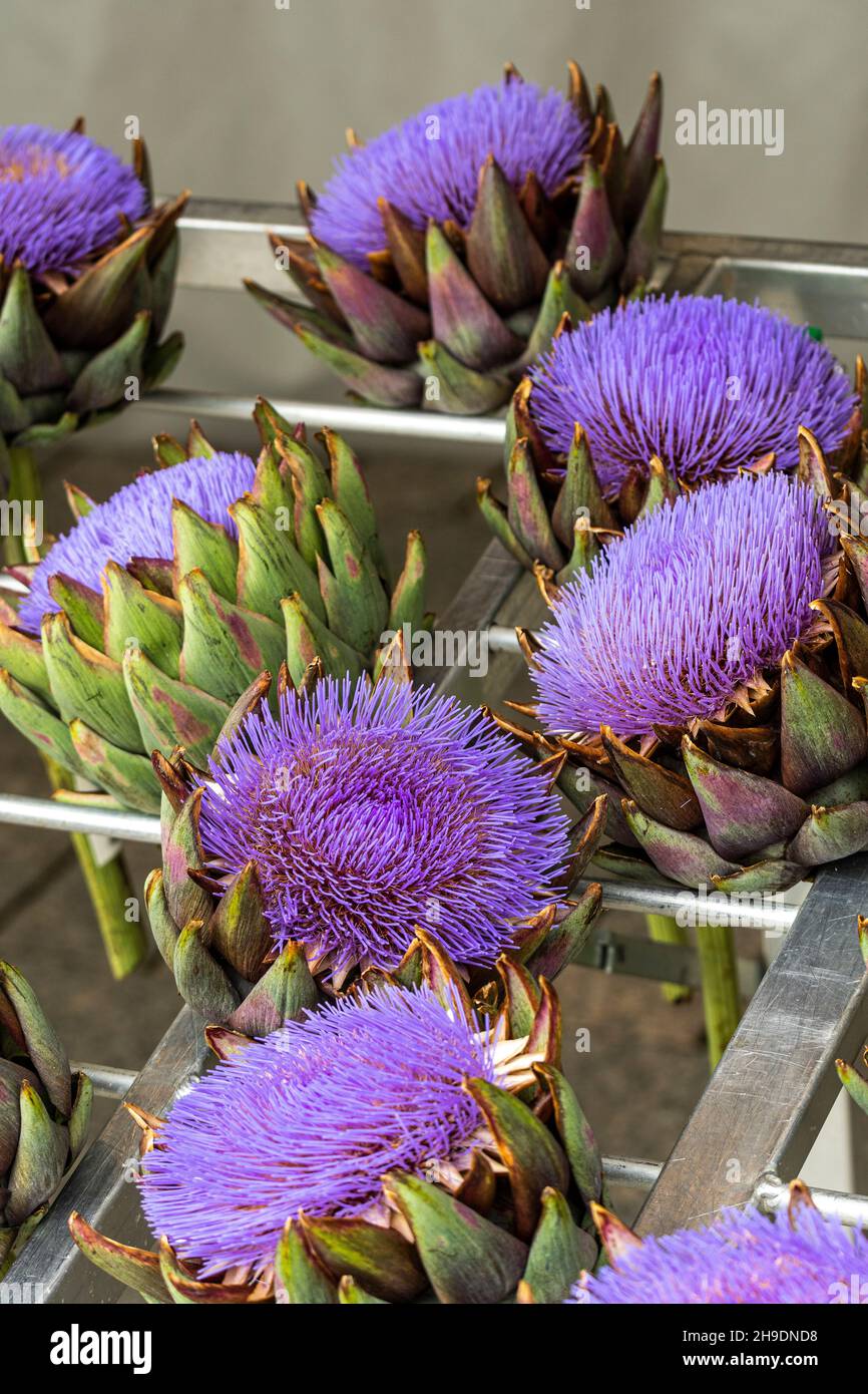 Artischockenblumen auf der Theke des Freiluftmarktes am Münsterplatz in Ulm. Ulm, Tübingen, Deutschland Stockfoto