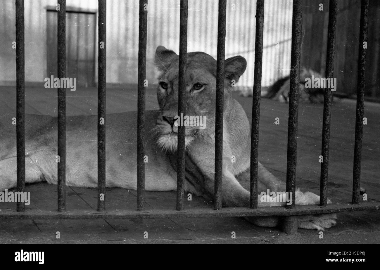 Poznañ, 1947-10. Stare Zoo. Poznañskie Zoo tu¿ po wojnie przejê³o okazy ze zniszczonego podczas walk Zoo we Wroc³awiu, a tak¿e likwidowanego ogrodu w Lesznie. NZ. Lwica. wb/gr PAP Dok³adny dzieñ wydarzenia nieustalony. Posen, 1947. Okt. Der alte Zoo. Der Zoo von Posen übernahm Tiere aus dem Zoo von Breslau, die während der Kämpfe beschädigt wurden, sowie aus einem liquidierten Zoo in Leszno. Im Bild: Eine Löwin. wb/gr PAP Stockfoto