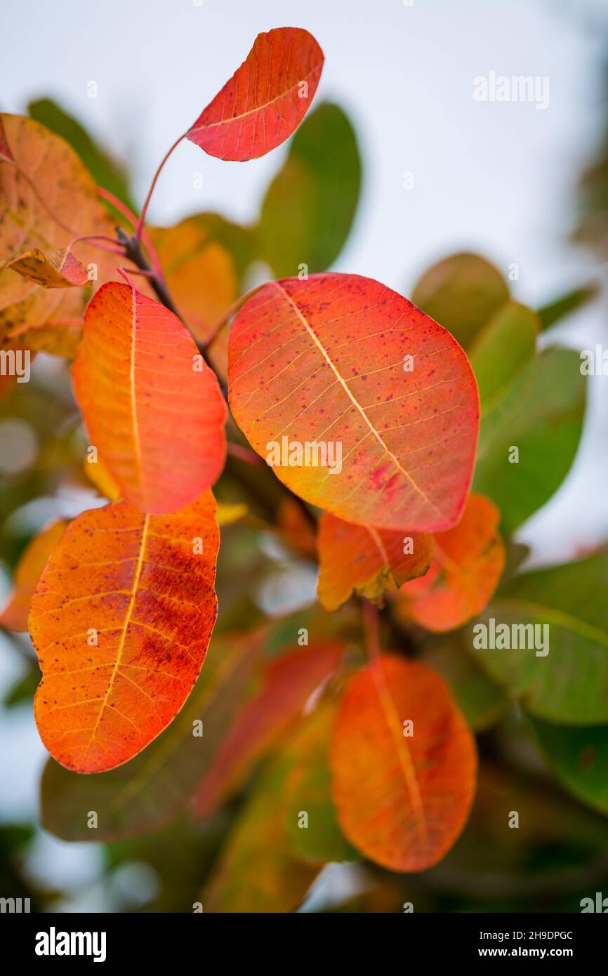 Herbstmotive mit Blättern - verschiedene Farben auf dem Hintergrund an der Seite Stockfoto