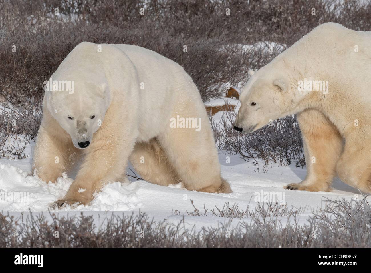Kanada, Manitoba, Churchill. Zwei männliche Eisbären (WILD: Ursus maritimus) Stockfoto
