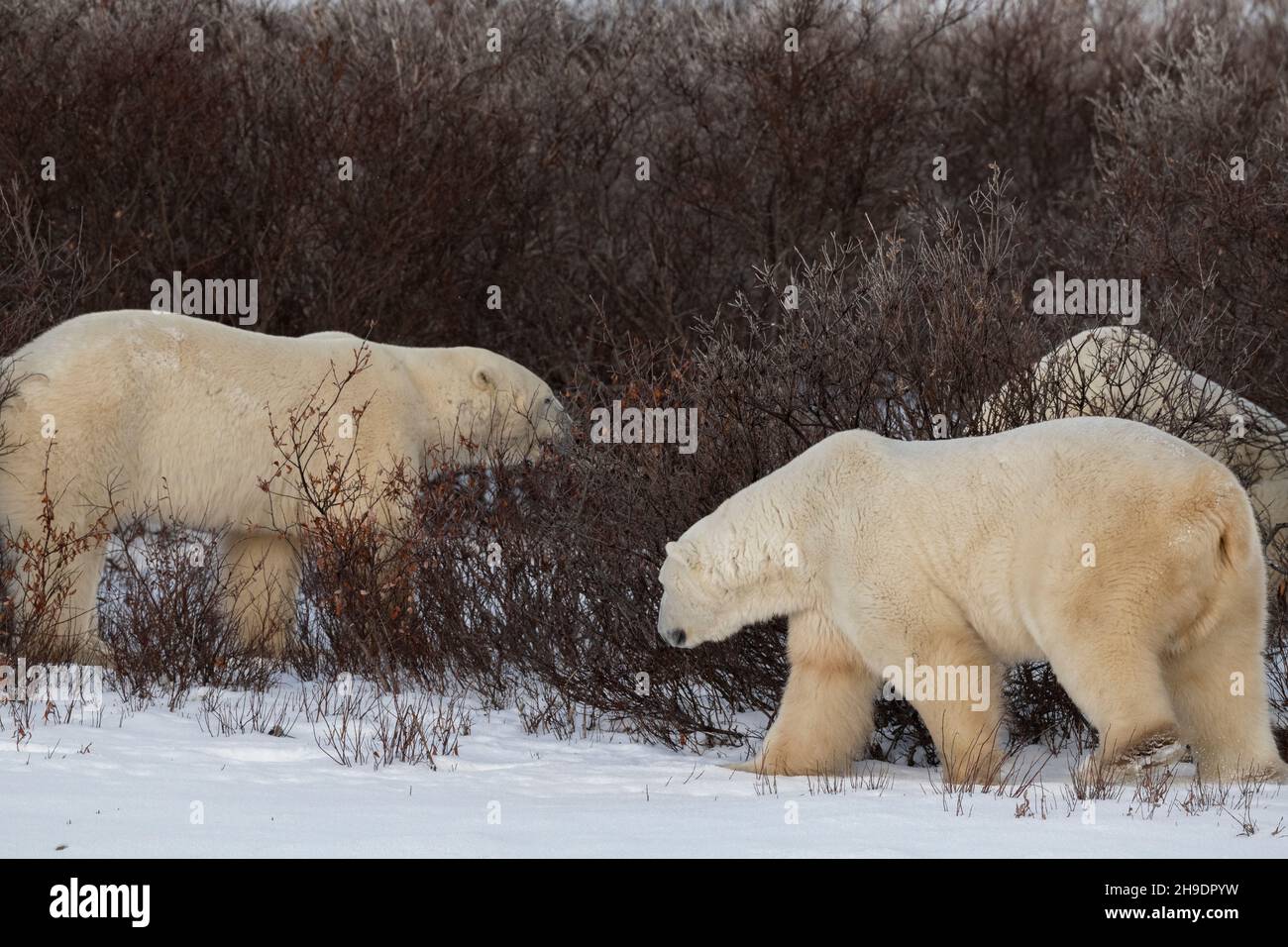 Kanada, Manitoba, Churchill. Drei männliche Eisbären (WILD: Ursus maritimus) versammeln sich im Herbst, um auf das Einfrieren der Bucht zu warten. Stockfoto