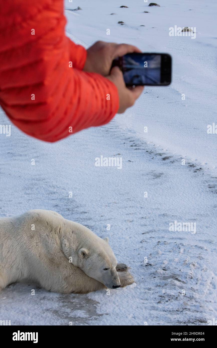 Kanada, Manitoba, Churchill. Tourist in Tundra Buggy beim Fotografieren eines Eisbären mit Handy (WILD: Ursus maritimus) Stockfoto