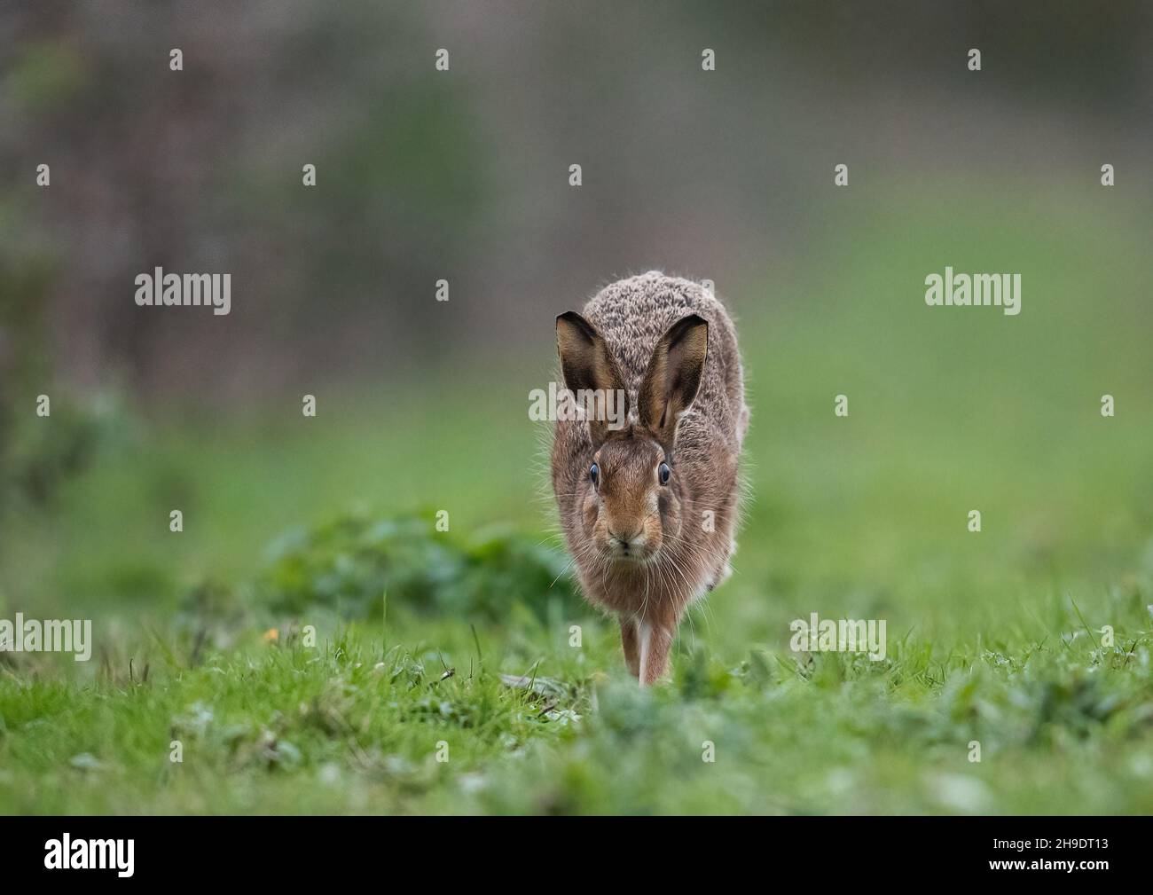 Eine Nahaufnahme eines sehr pelzigen braunen Hasen, der auf seinen Vorderbeinen balanciert und direkt zur Kamera zeigt. Suffolk, Großbritannien. Stockfoto