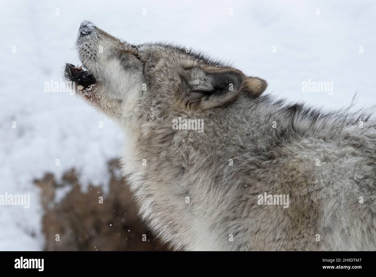 USA, Wyoming, Yellowstone National Park. Grauer Wolf (Canis Lupus) Stockfoto