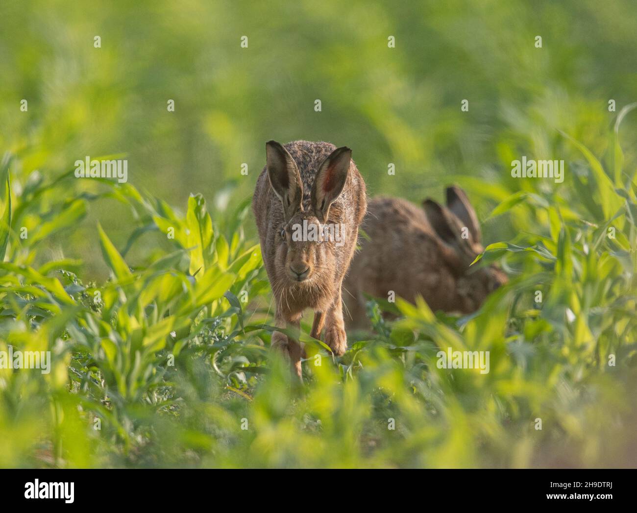 Zwei braune Hasen in einem Maisfeld für die Bedeckung von Fohne. - Suffolk, Vereinigtes Königreich Stockfoto
