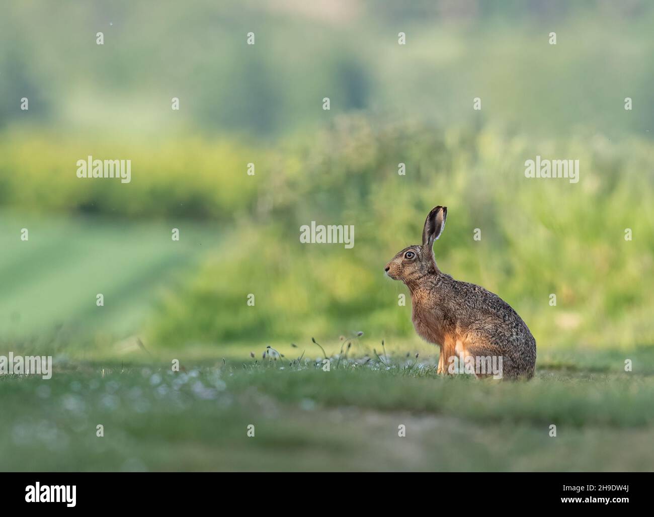 Ein wilder brauner Hase saß auf einer Wiese mit Gänseblümchen vor dem grünen Hintergrund des Bauernfeldes und des Obstgartens. Suffolk, Großbritannien. Stockfoto