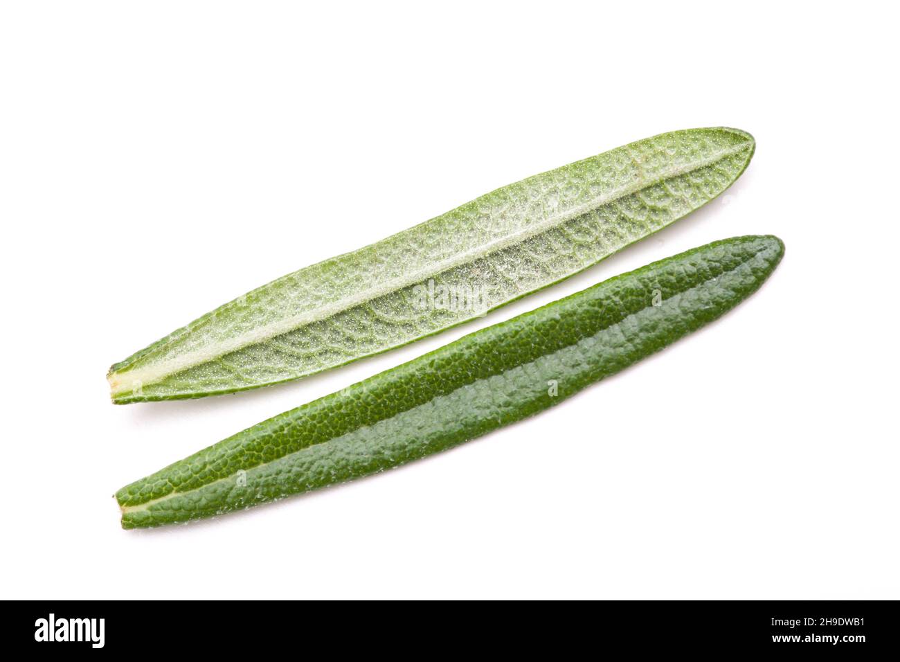 Rosmarinblatt, länglich, Blätter, Detail, Makro, Schließen, Parallel, Details, einzeln, vorne, Zurück, genau, gerecht, grün, wächst, Bepflanzung, organisch, b Stockfoto