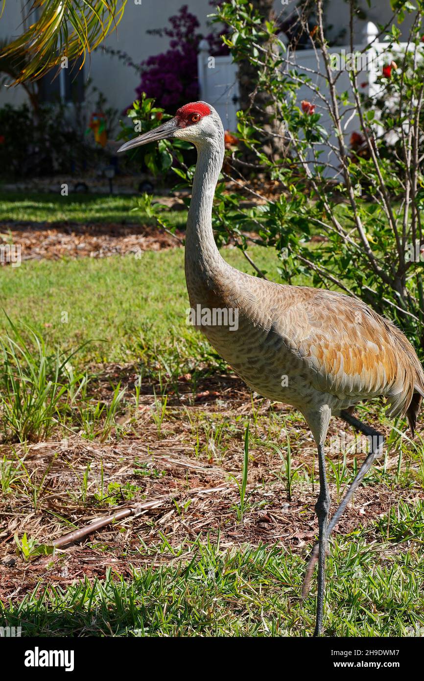 Sandhill Kran zu Fuß, Beinbewegung, großer Vogel, Tierwelt, Natur, Tier, Hinterhof, Grus canadensis; Florida, Venedig, FL, Feder Stockfoto
