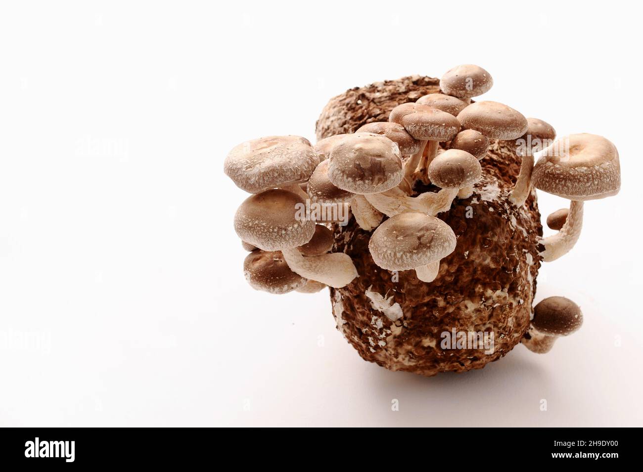 Shiitake-Pilze auf Mycel-Block. Traditioneller asiatischer Pilz. Gesunde Bio-medizinische Lebensmittel. Heimwachstum. Studio auf weißem Hintergrund aufgenommen. Stockfoto