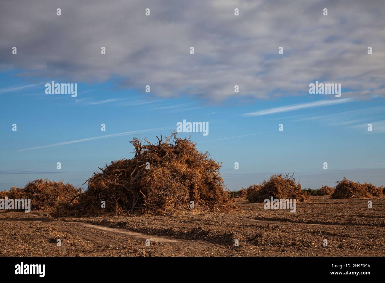 Gereinigte Bürste auf dem Feld in der Nähe von Bakersfield, Kern Couny, Kalifornien, USA Stockfoto