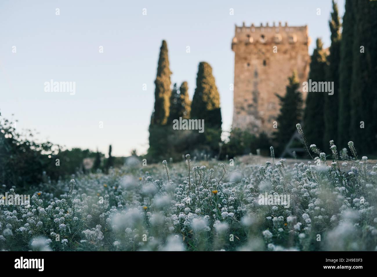 Weiße Blumen an der römischen Mauer von Tarragona Stockfoto