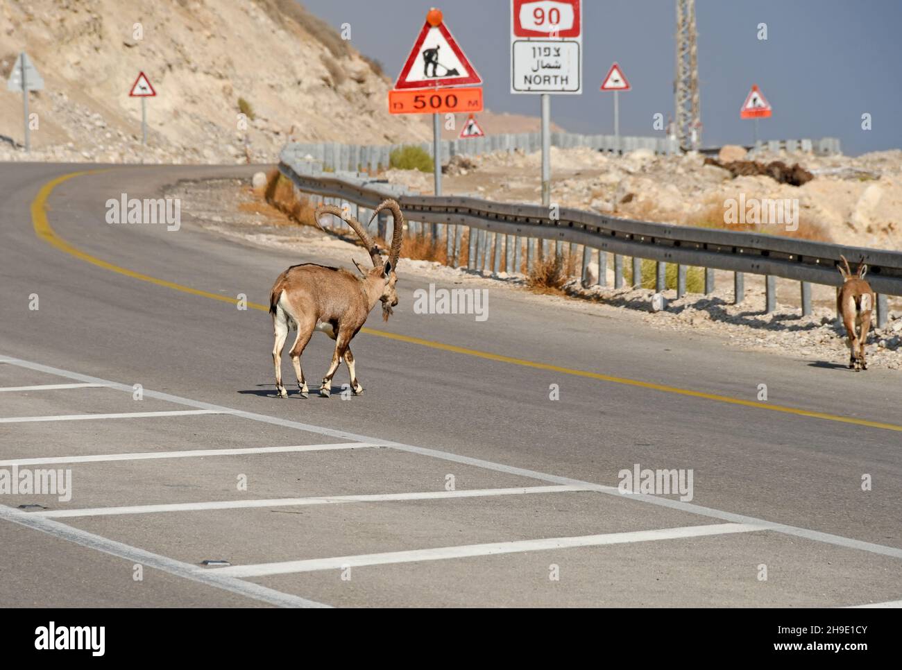 Ibex Crossing Road, ein gedi, Israel Stockfoto