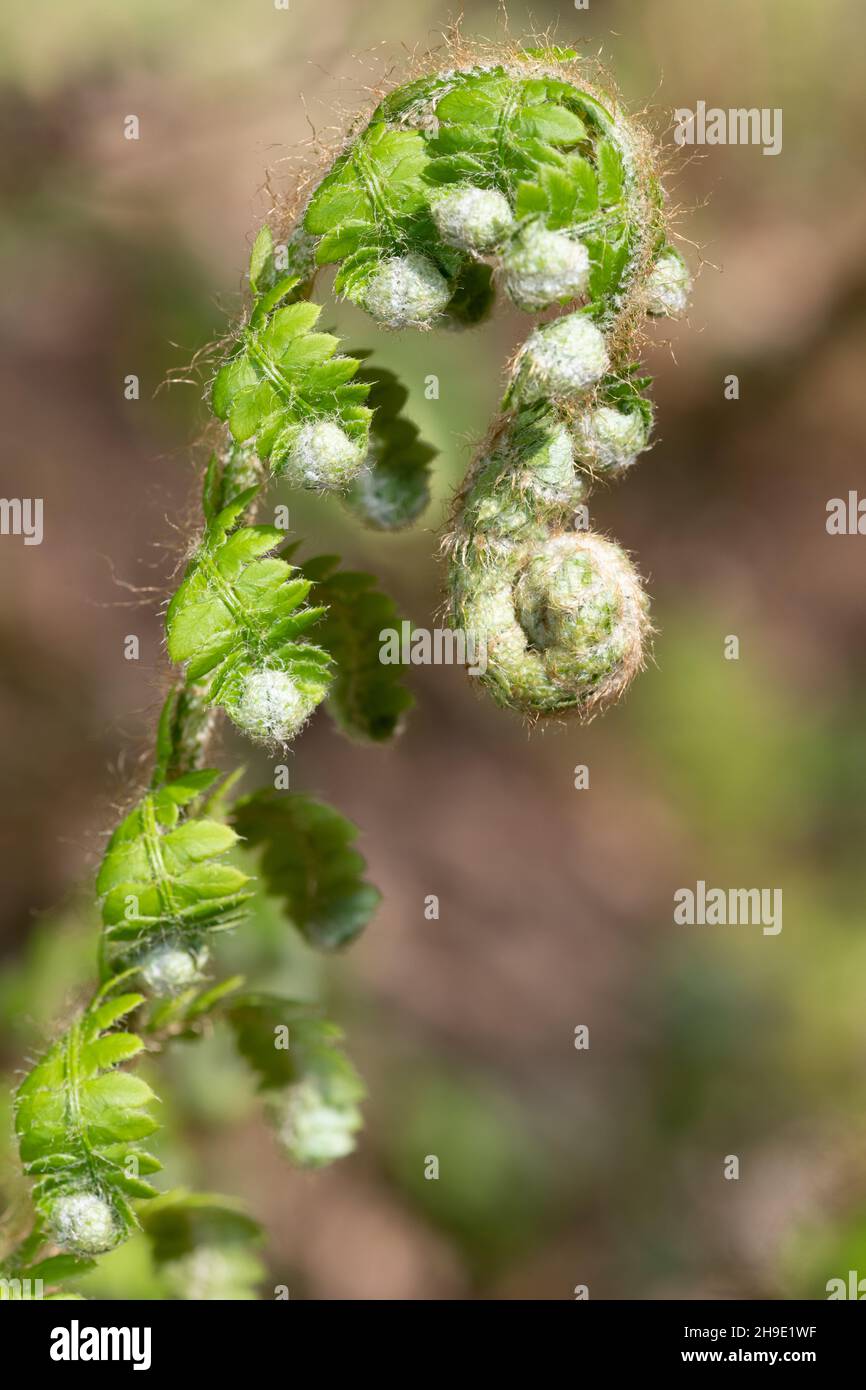 Nahaufnahme von jungen Trieben auf einer gewöhnlichen Bracken-Pflanze (pteridium aquilinum) Stockfoto