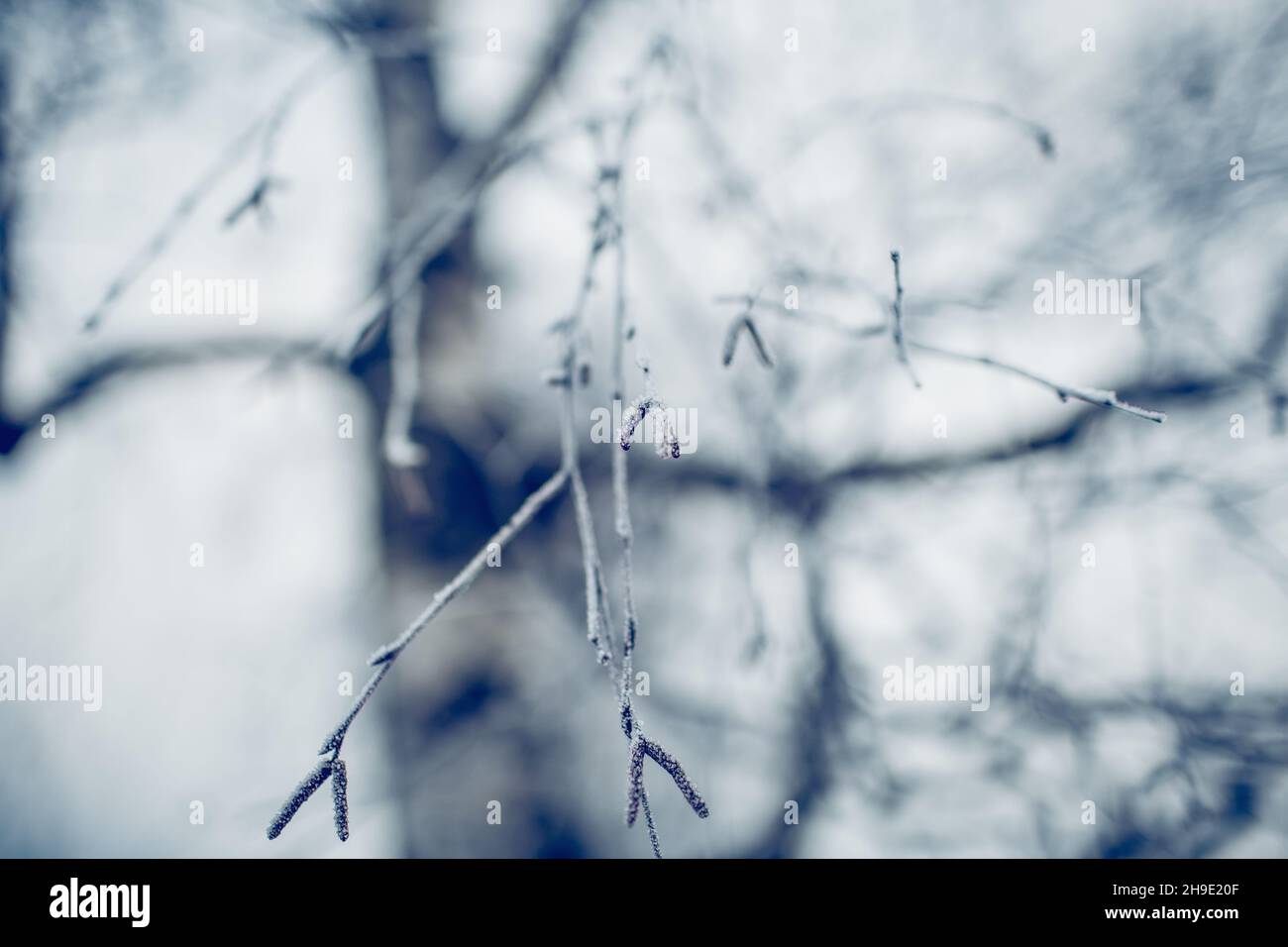 Birkenzweige im Raureif und Schnee im Winter. Winterhintergrund.die Bäume sind mit Frost bedeckt. Winterfrostlandschaft. Stockfoto