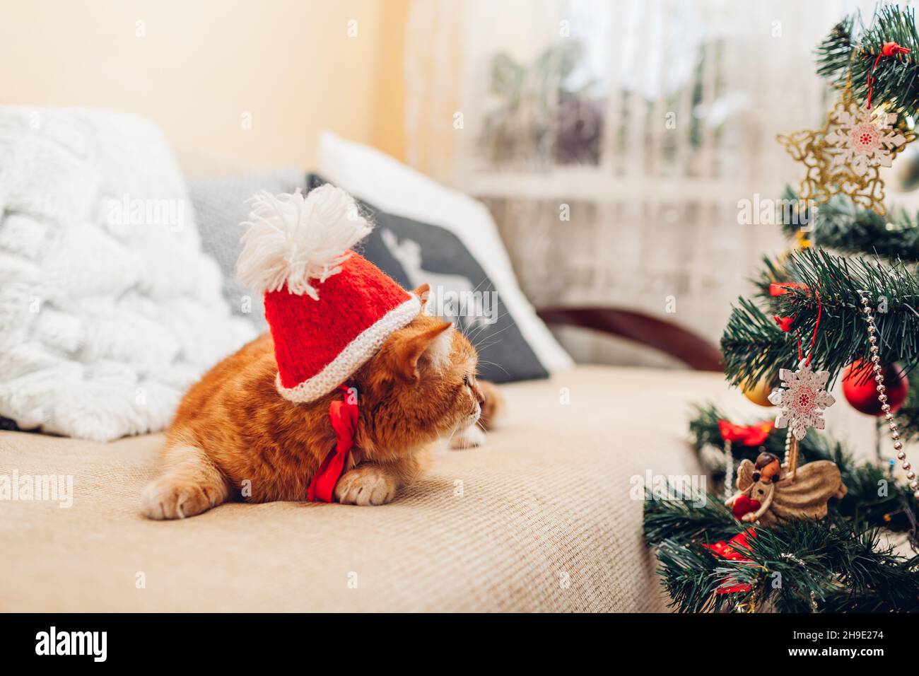 Ginger Katze trägt Weihnachtsmann Hut auf Couch von Weihnachtsbaum zu Hause. Niedliche festliche lustige Kleidung für Haustiere. Weihnachten und Neujahr Stockfoto