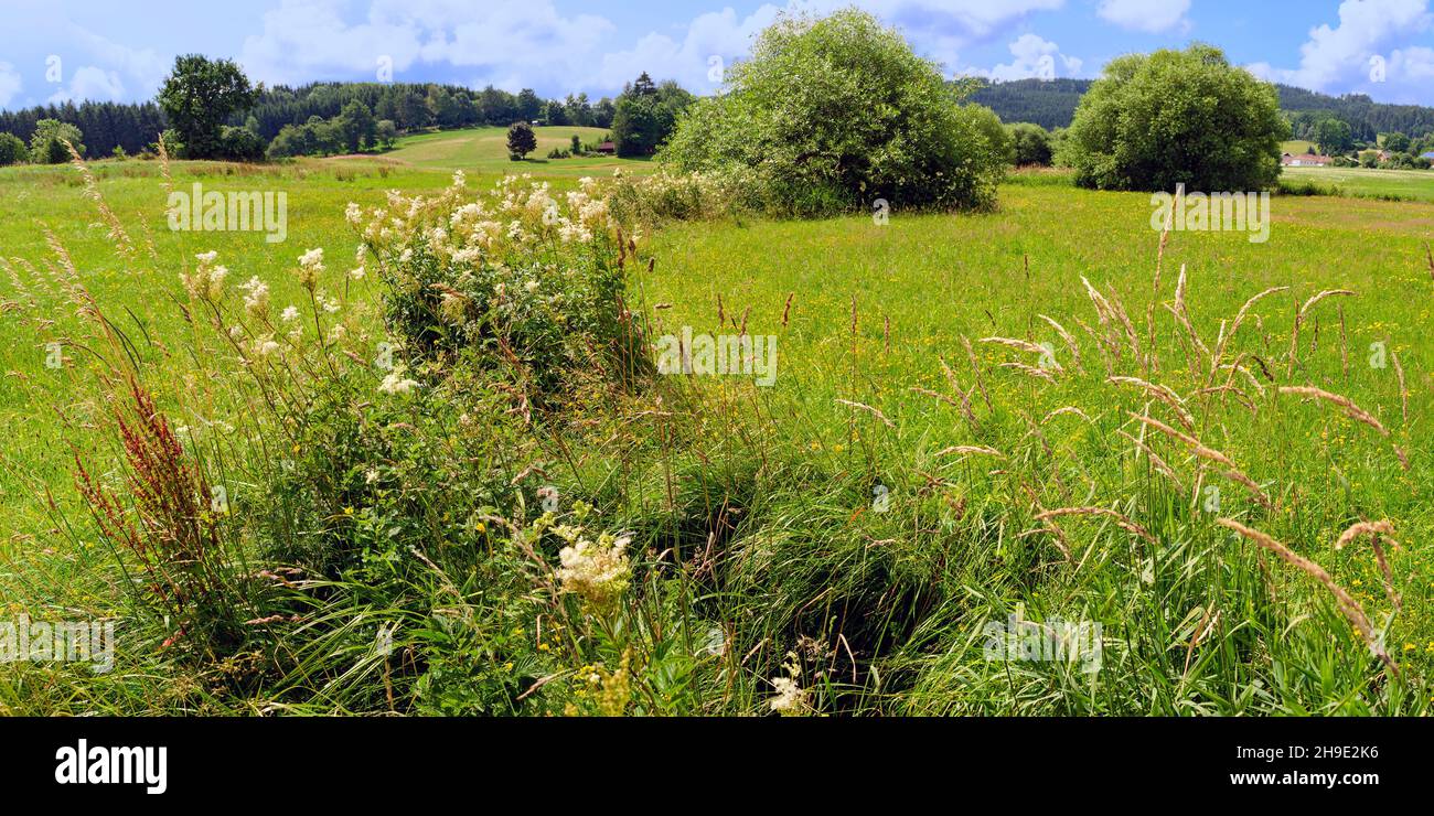Kleiner Bachlauf durch eine Landschaft mit Wiesen bei Sonnenschein in der Region Waldviertel, Österreich Stockfoto