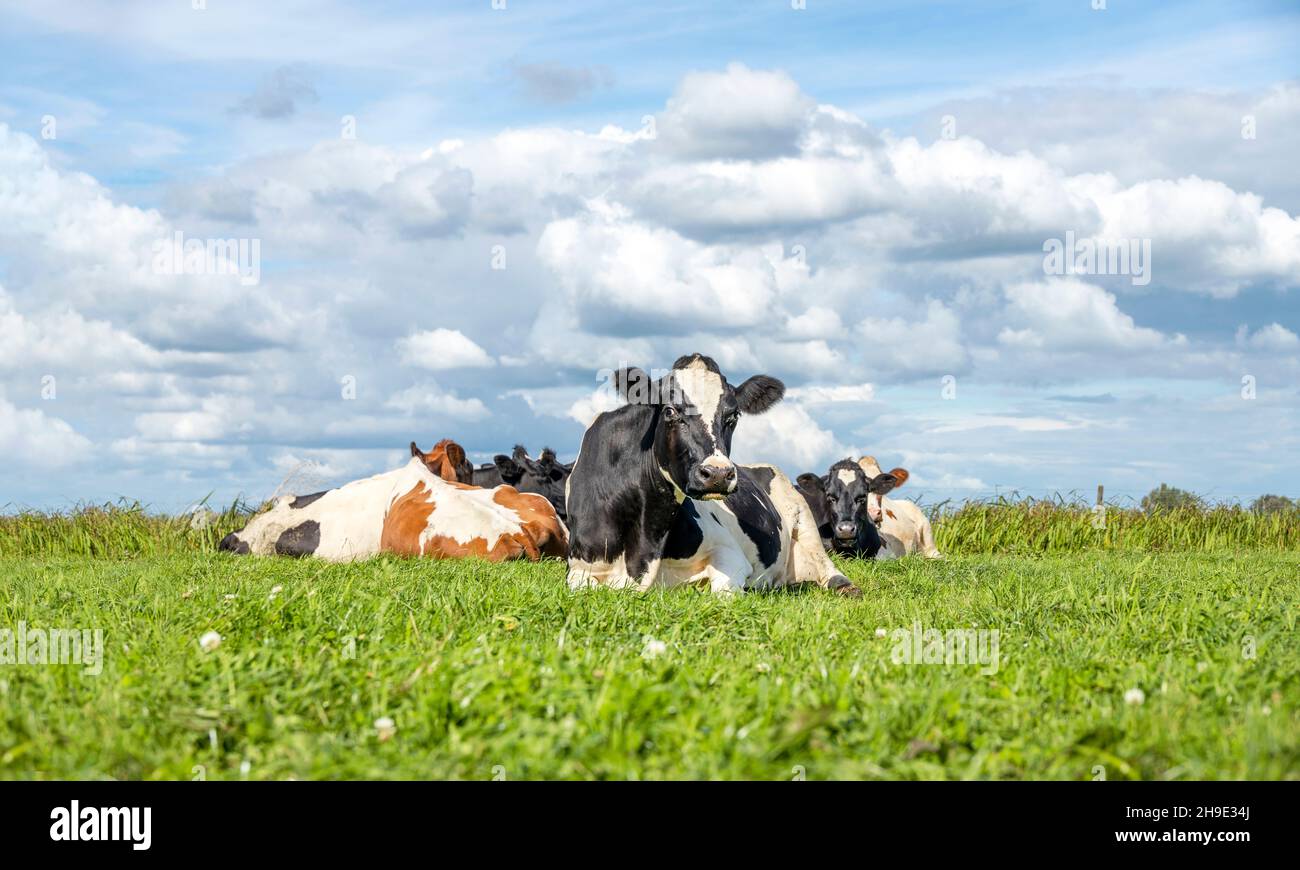 Haufen junger Kühe am Sommerabend gemütlich zusammen als Gruppe auf der Wiese liegen, friedlich und glücklich Stockfoto