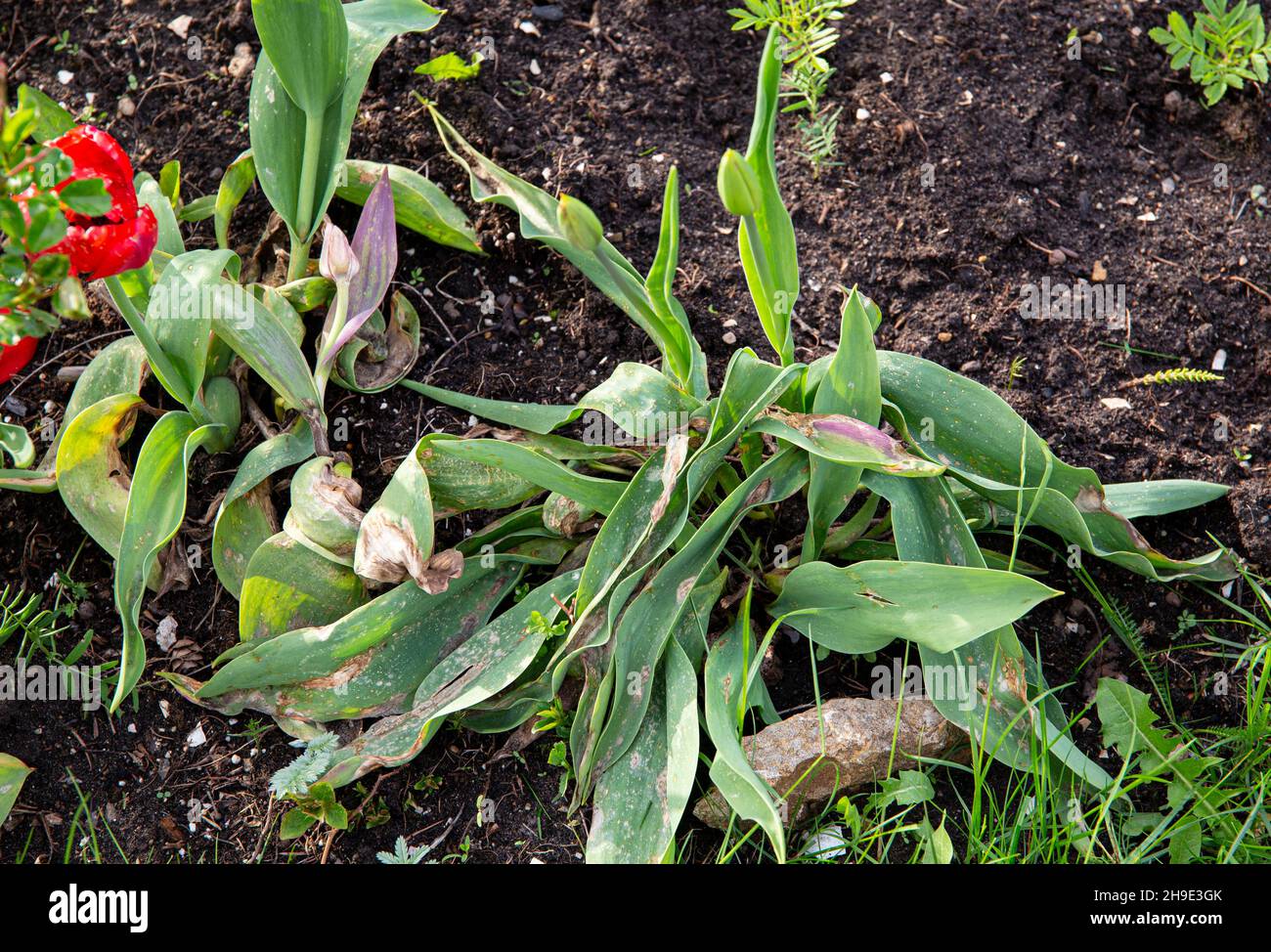 Botrytis tulipae ist ein Pilz, der eine Krankheit namens Tulpenfeuer von Blumentulpen (Tulipa) verursacht. Nahaufnahme beschädigter Tulpenblätter im Frühjahr. Stockfoto