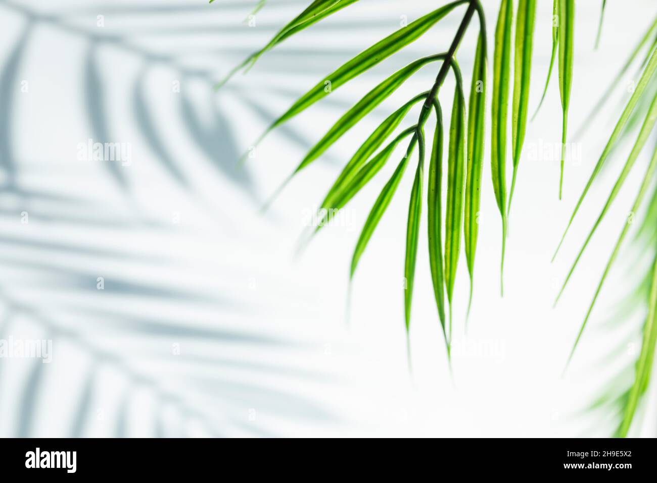 Banner-Hintergrund mit Copy Space Minimalismus mit Palmen tropischen Zweig mit Sonnenlicht und Schatten Stockfoto