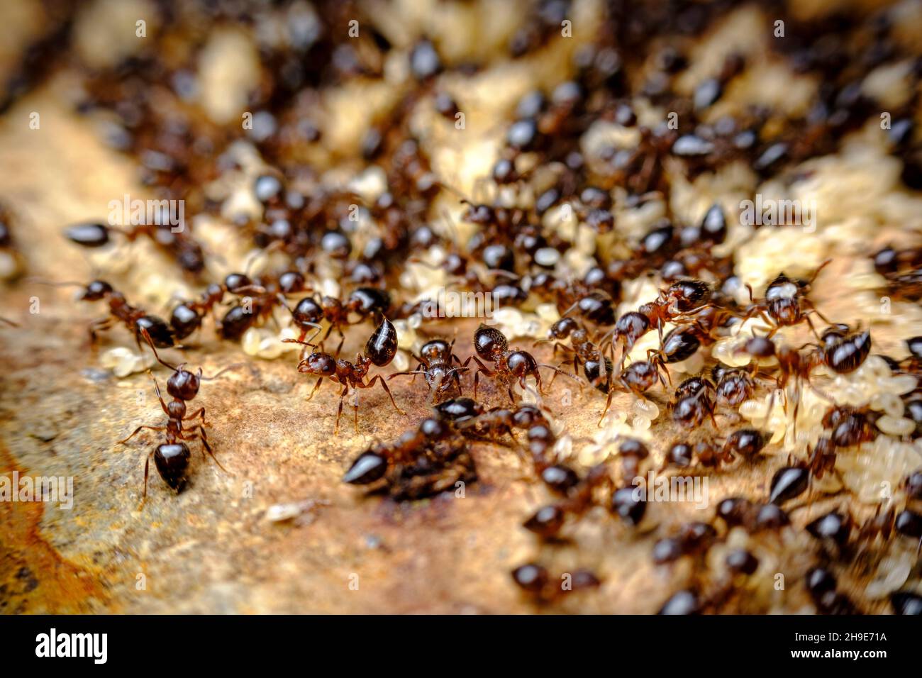 Riesiger Haufen von lästigen Bürgersteig Ameisen in Nahaufnahme Makro Stockfoto