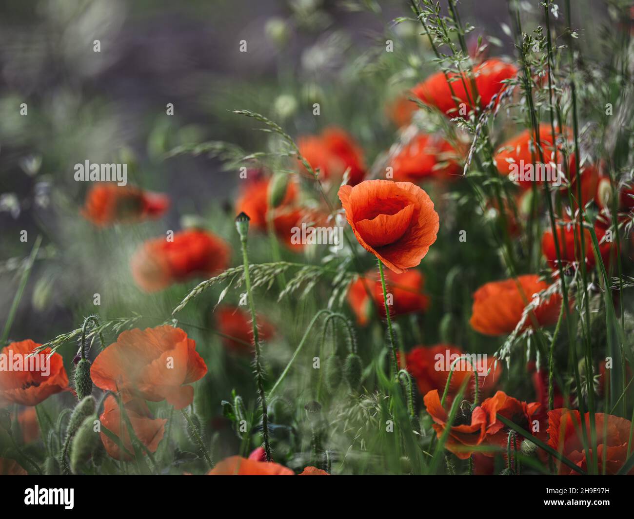 Leuchtend roter Mohn blüht im Frühsommer auf einer Blumenwiese Stockfoto