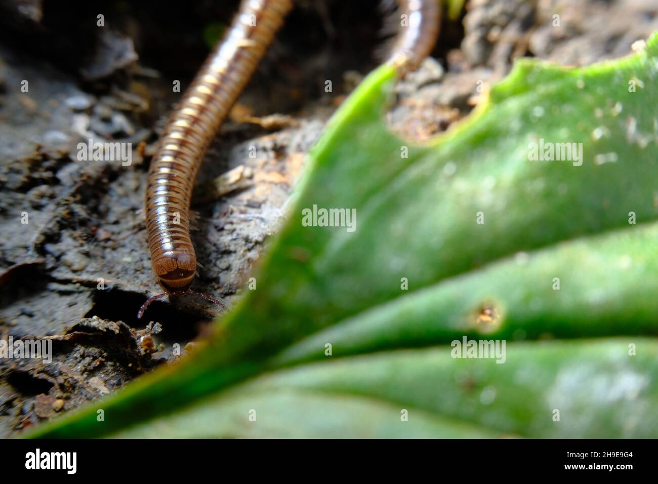Makro-Nahaufnahme von gewöhnlichem Tausendfüßler in natürlichem Lebensraum Stockfoto