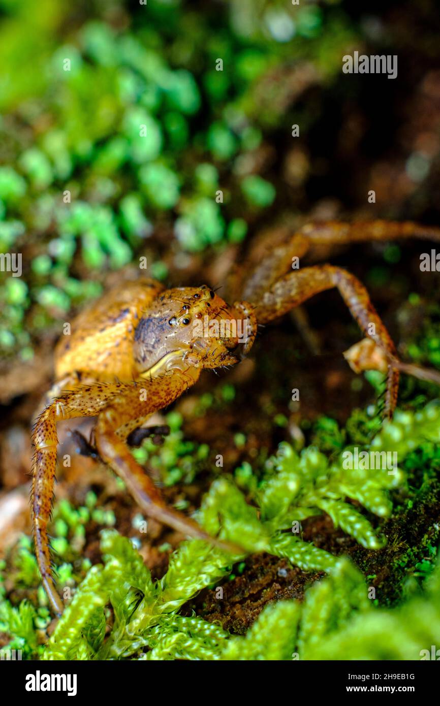 Extreme Makro Nahaufnahme laufen Krabbenspinne in natürlichen Lebensraum Stockfoto