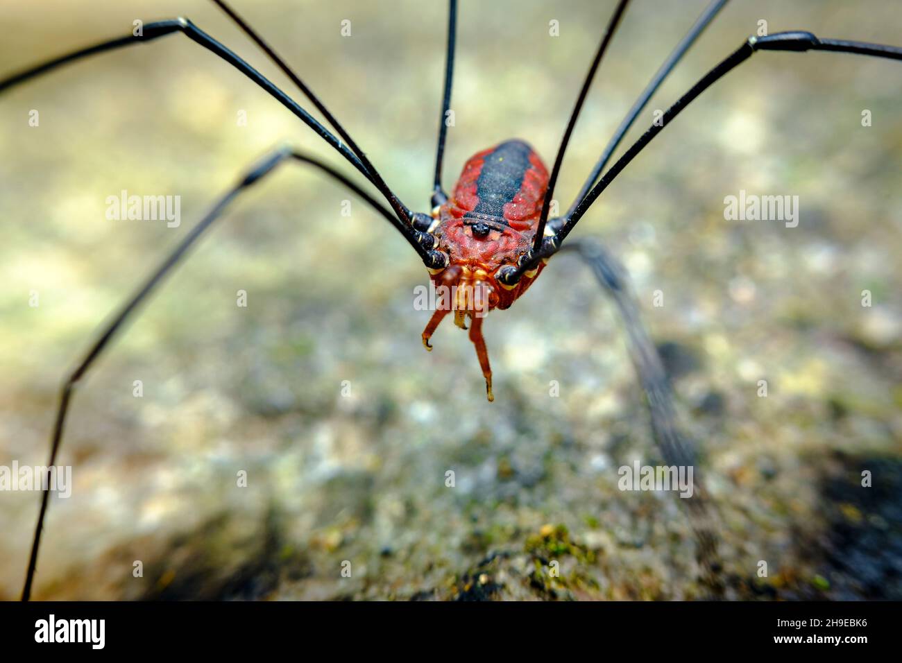 Rote Daupe oder Harvestman-Spinne auf Kies Stockfoto