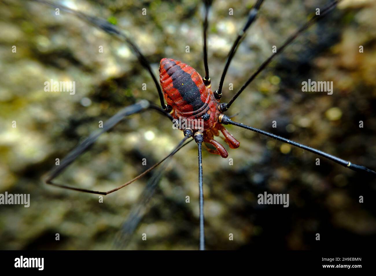 Rote Daupe oder Harvestman-Spinne auf Kies Stockfoto
