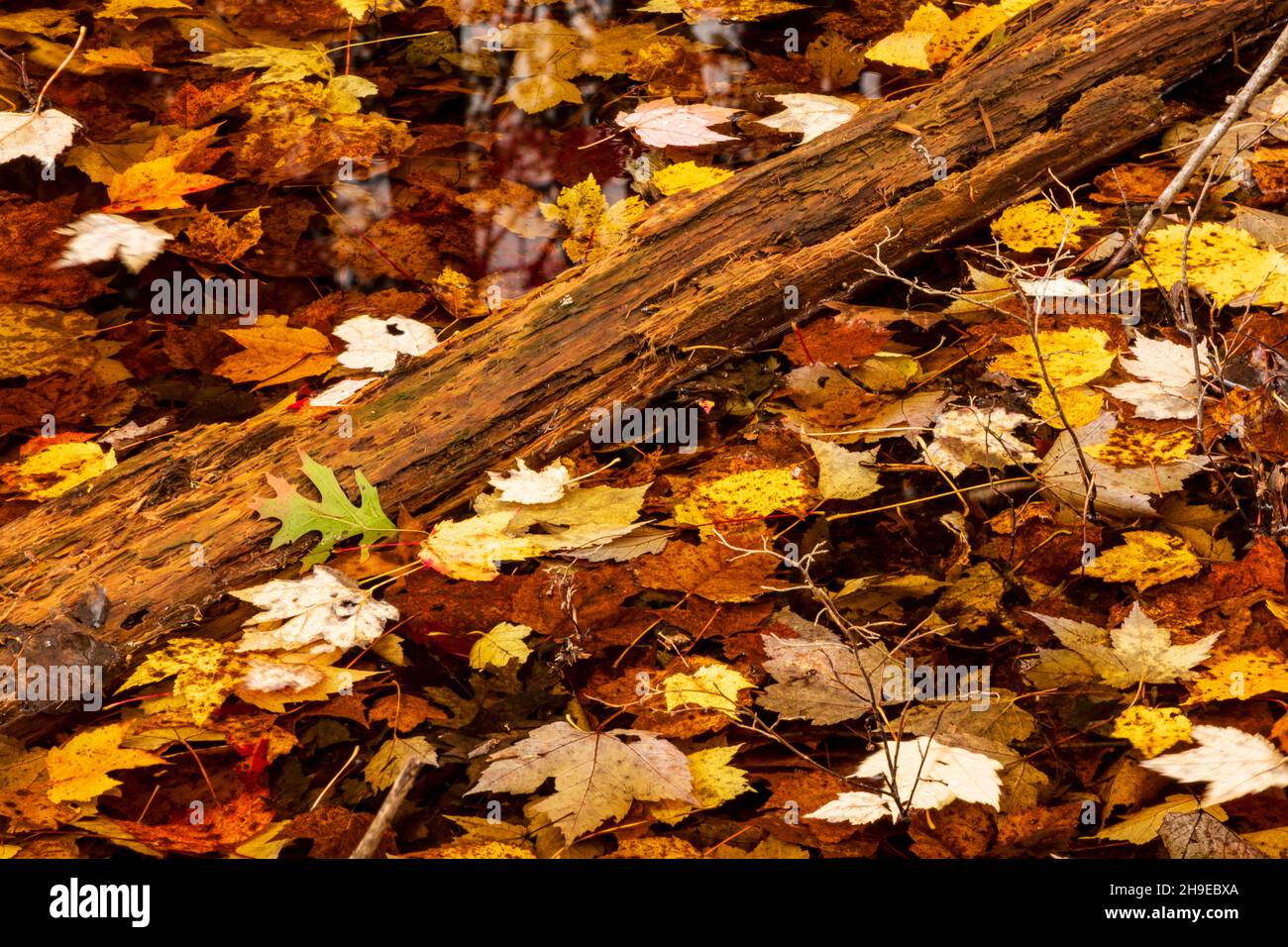 Log und Blätter Stockfoto