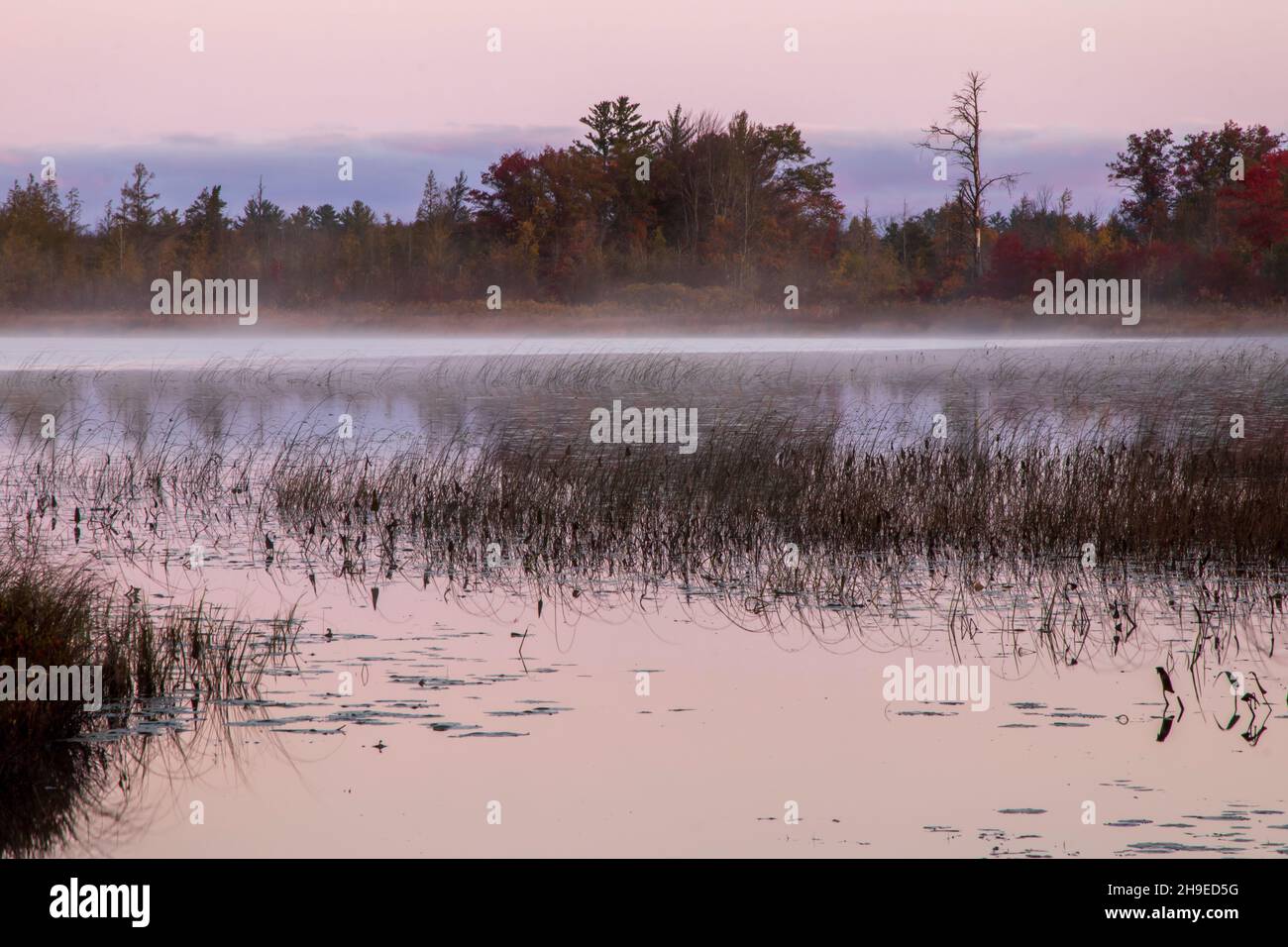 Nebliger Morgen am Pickerel Lake Stockfoto