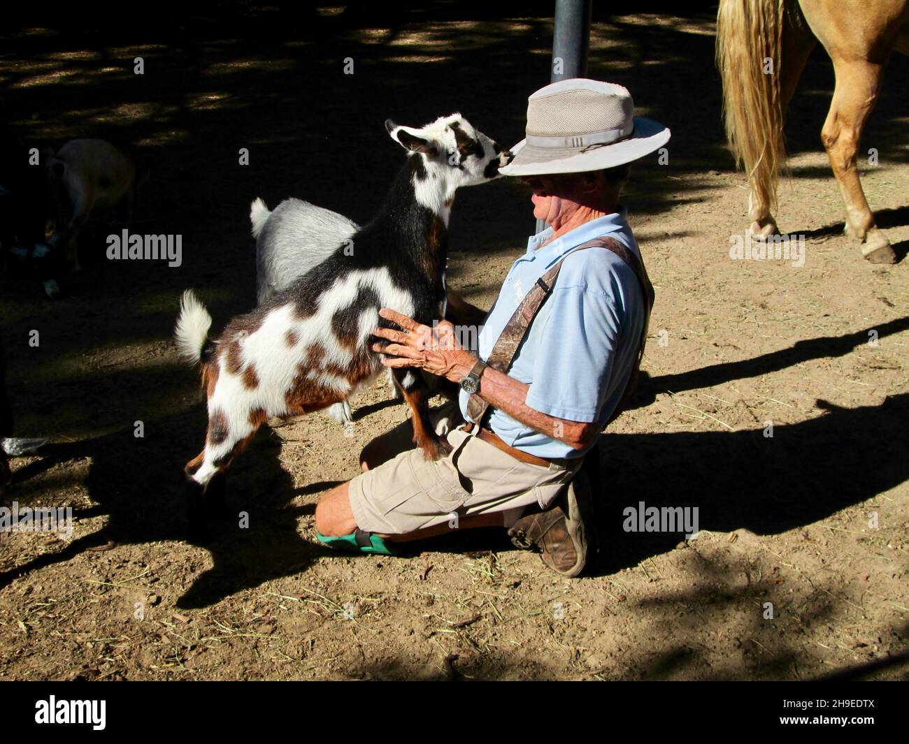 Eine kleine Hausziege behauptet sich, indem sie in den Schoß eines Mannes klettert und mit ihrem Mund den Rand seines Hutes ergreift. Stockfoto