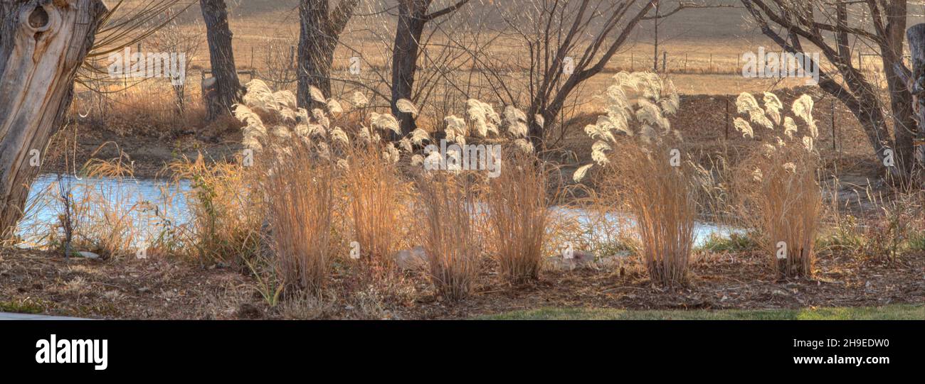 Sechs Grünpflanzen, die neben einem kleinen Teich gepflanzt werden, leuchten im späten Nachmittagssonne warm. Stockfoto