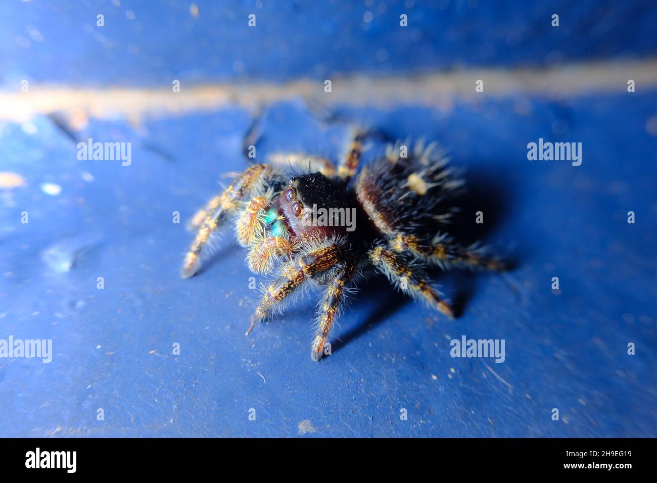 Super Makro Nahaufnahme Spinne auf blauer Oberfläche springen Stockfoto