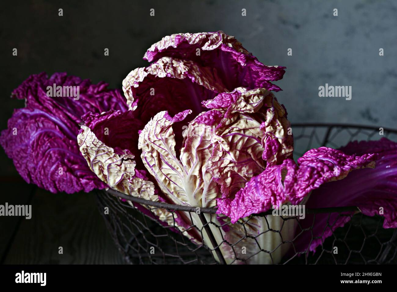 Eine Schaukel von frischem purpurem (sehr perifarbenem) chinesischen (Peking-)Kohl in einem Korb auf einem dunklen Holzhintergrund. Gesundes Esskonzept, gehen Sie vegan. Low-Taste Stockfoto