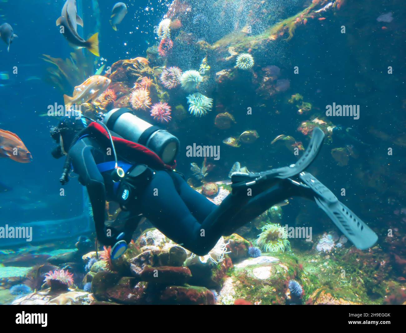 Diver Reinigung Innen von Aquarium Tank Stockfoto