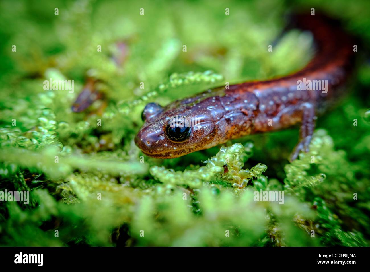 Nahaufnahme makroroter Salamander, der entlang des grünen Moos läuft Stockfoto