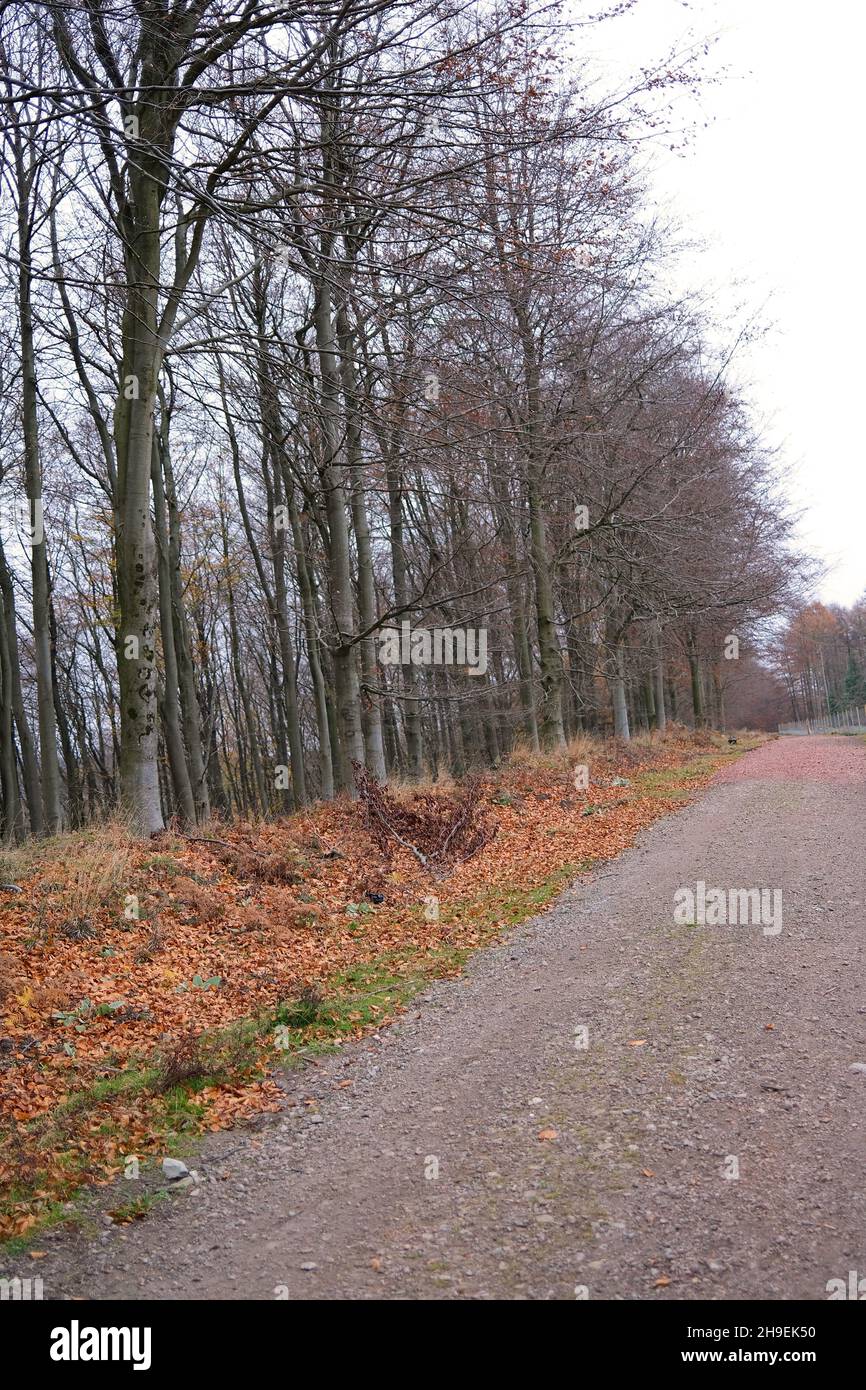 November 2021 - Herbst im Wald von Dean, Gloucestershire, England, Großbritannien, Stockfoto